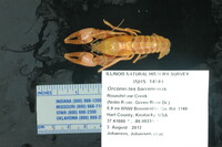 Procambarus acutus image